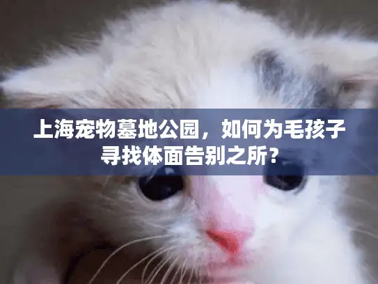 上海宠物墓地公园，如何为毛孩子寻找体面告别之所？