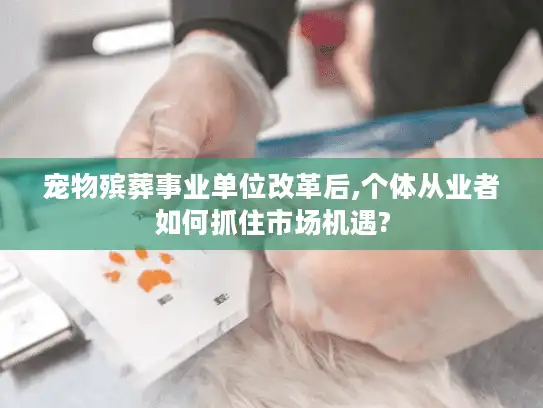 宠物殡葬事业单位改革后,个体从业者如何抓住市场机遇?