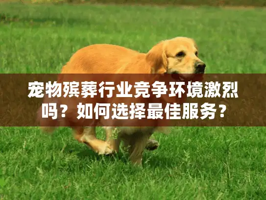 宠物殡葬行业竞争环境激烈吗？如何选择最佳服务？
