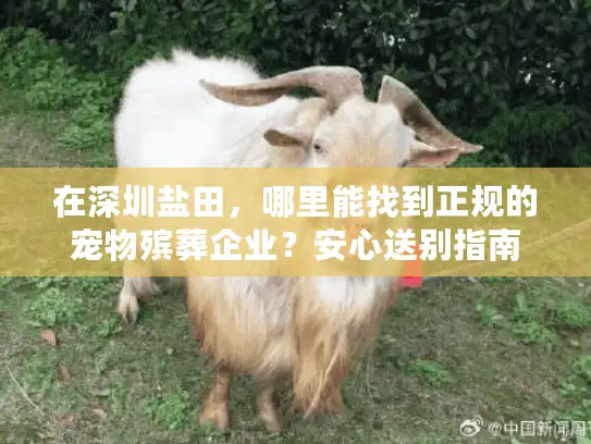 在深圳盐田，哪里能找到正规的宠物殡葬企业？安心送别指南