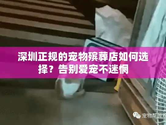 深圳正规的宠物殡葬店如何选择？告别爱宠不迷惘