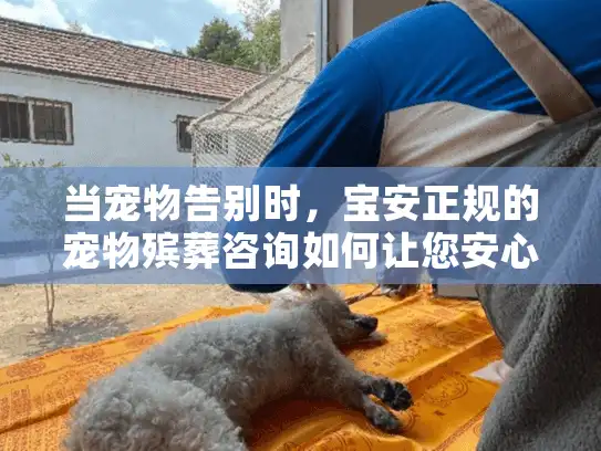 当宠物告别时，宝安正规的宠物殡葬咨询如何让您安心？