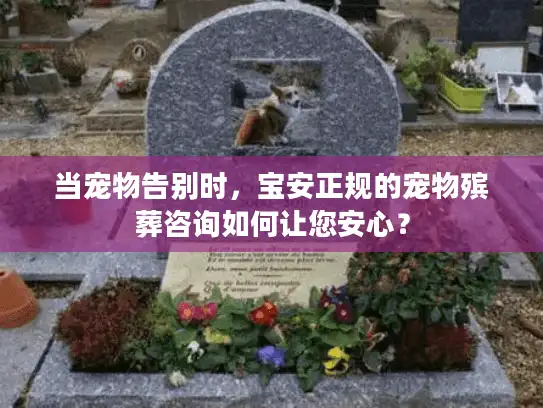 当宠物告别时，宝安正规的宠物殡葬咨询如何让您安心？
