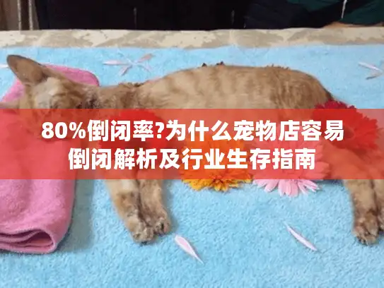 80%倒闭率?为什么宠物店容易倒闭解析及行业生存指南