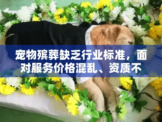 宠物殡葬缺乏行业标准，面对服务价格混乱、资质不明等问题该怎么办？
