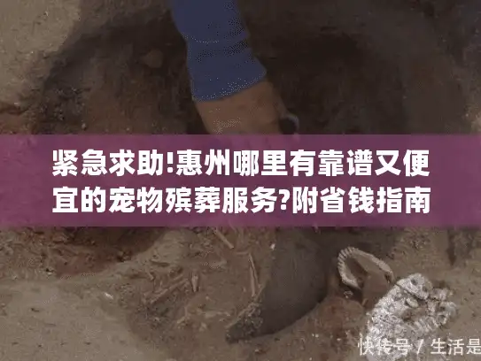 紧急求助!惠州哪里有靠谱又便宜的宠物殡葬服务?附省钱指南)