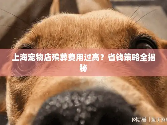 上海宠物店殡葬费用过高？省钱策略全揭秘