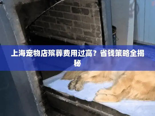 上海宠物店殡葬费用过高？省钱策略全揭秘