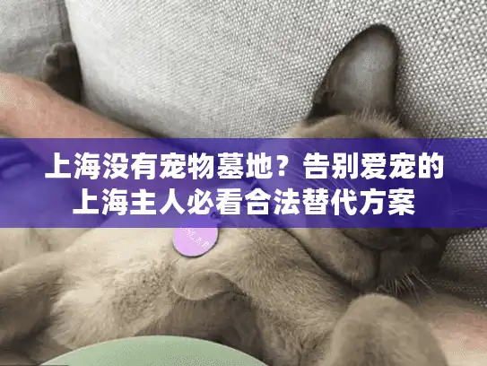 上海没有宠物墓地？告别爱宠的上海主人必看合法替代方案