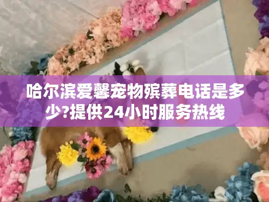 哈尔滨爱馨宠物殡葬电话是多少?提供24小时服务热线