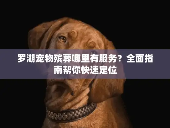 罗湖宠物殡葬哪里有服务？全面指南帮你快速定位
