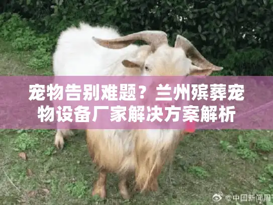 宠物告别难题？兰州殡葬宠物设备厂家解决方案解析