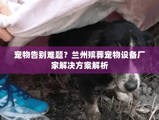 宠物告别难题？兰州殡葬宠物设备厂家解决方案解析