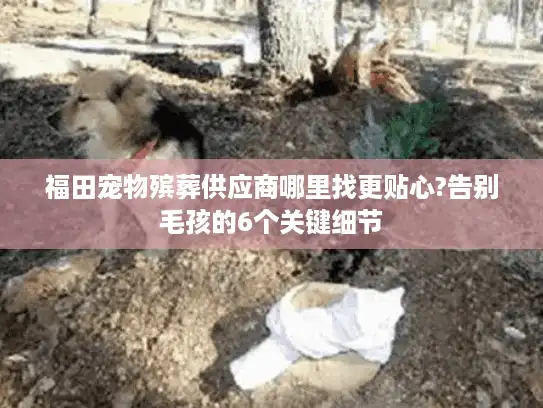 福田宠物殡葬供应商哪里找更贴心?告别毛孩的6个关键细节