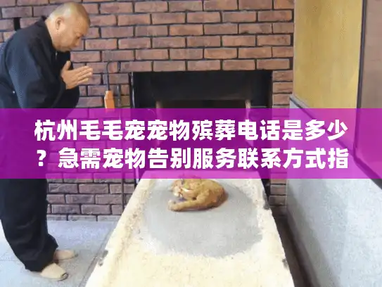 杭州毛毛宠宠物殡葬电话是多少？急需宠物告别服务联系方式指南