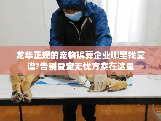龙华正规的宠物殡葬企业哪里找靠谱?告别爱宠无忧方案在这里
