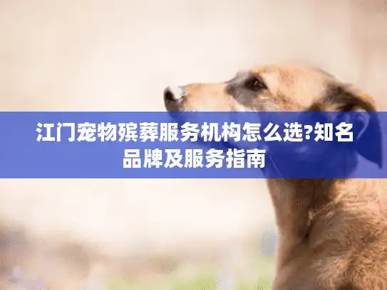 江门宠物殡葬服务机构怎么选?知名品牌及服务指南