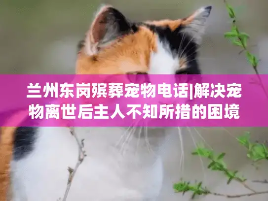 兰州东岗殡葬宠物电话|解决宠物离世后主人不知所措的困境