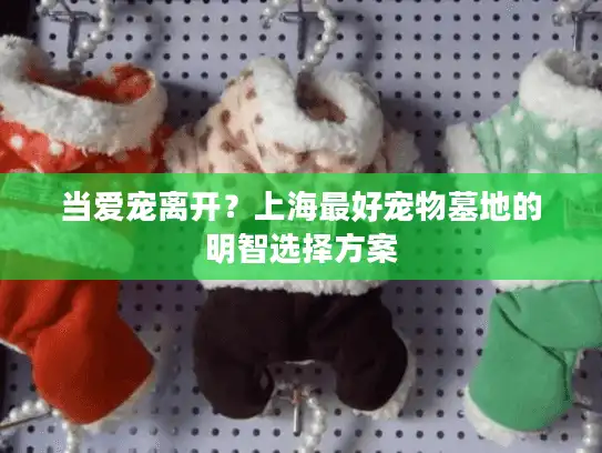 当爱宠离开？上海最好宠物墓地的明智选择方案