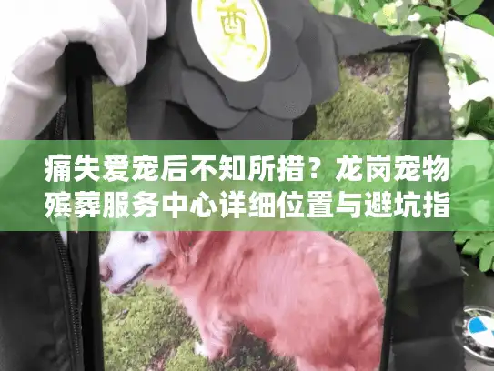 痛失爱宠后不知所措？龙岗宠物殡葬服务中心详细位置与避坑指南