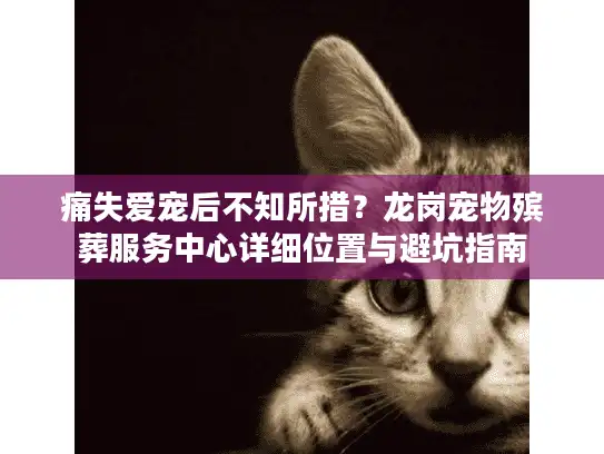 痛失爱宠后不知所措？龙岗宠物殡葬服务中心详细位置与避坑指南