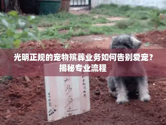 光明正规的宠物殡葬业务如何告别爱宠？揭秘专业流程
