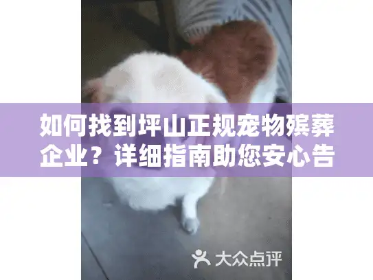 如何找到坪山正规宠物殡葬企业？详细指南助您安心告别爱宠