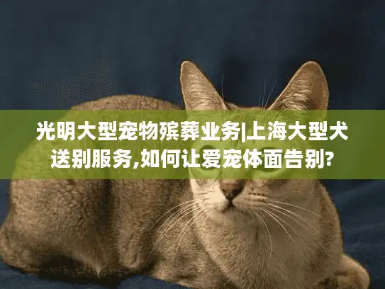 光明大型宠物殡葬业务|上海大型犬送别服务,如何让爱宠体面告别?