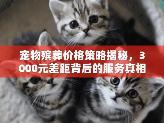 宠物殡葬价格策略揭秘，3000元差距背后的服务真相
