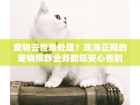 宠物去世难处理？珠海正规的宠物殡葬业务助您安心告别