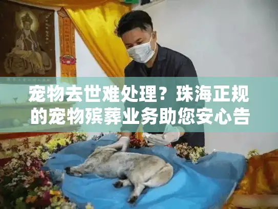 宠物去世难处理？珠海正规的宠物殡葬业务助您安心告别