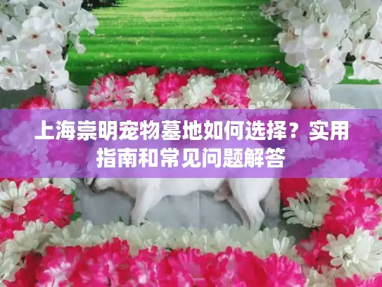 上海崇明宠物墓地如何选择？实用指南和常见问题解答