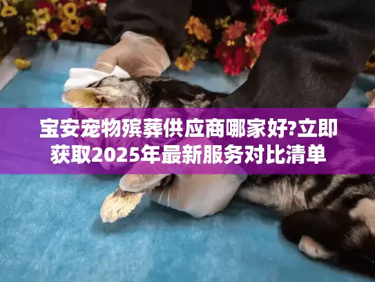 宝安宠物殡葬供应商哪家好?立即获取2025年最新服务对比清单
