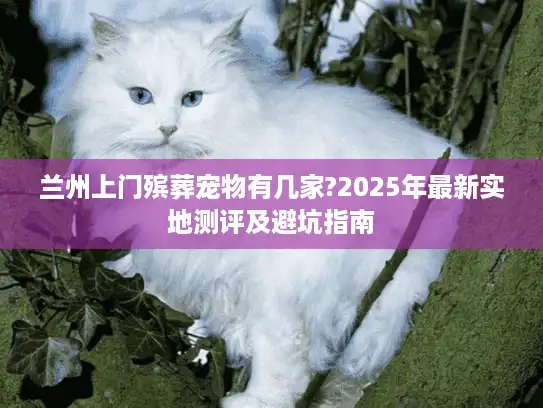 兰州上门殡葬宠物有几家?2025年最新实地测评及避坑指南