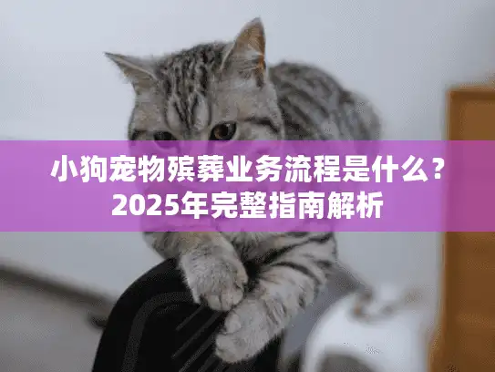 小狗宠物殡葬业务流程是什么？2025年完整指南解析