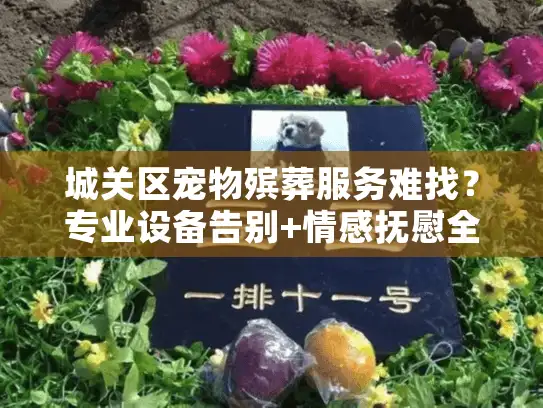 城关区宠物殡葬服务难找？专业设备告别+情感抚慰全方案