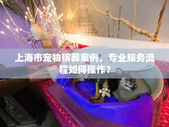 上海市宠物殡葬案例，专业服务流程如何操作？