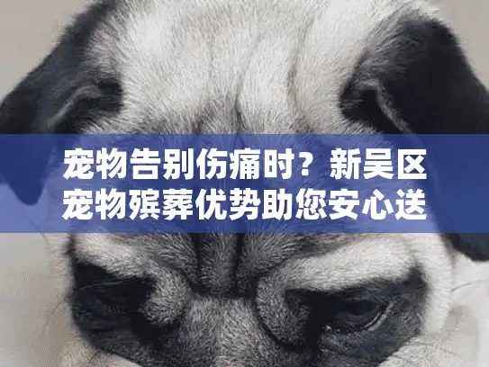 宠物告别伤痛时？新吴区宠物殡葬优势助您安心送行