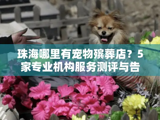 珠海哪里有宠物殡葬店？5家专业机构服务测评与告别指南