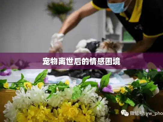 宠物离世后的情感困境