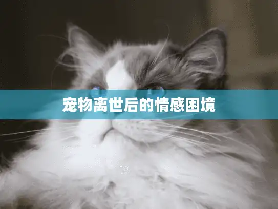 宠物离世后的情感困境