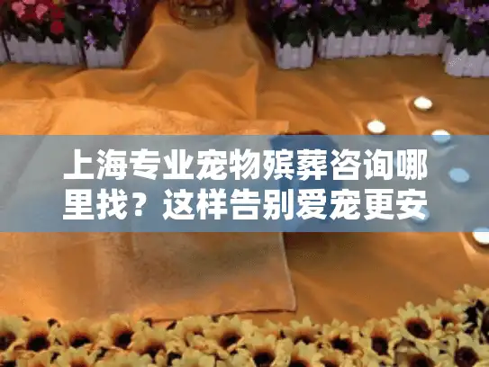 上海专业宠物殡葬咨询哪里找？这样告别爱宠更安心
