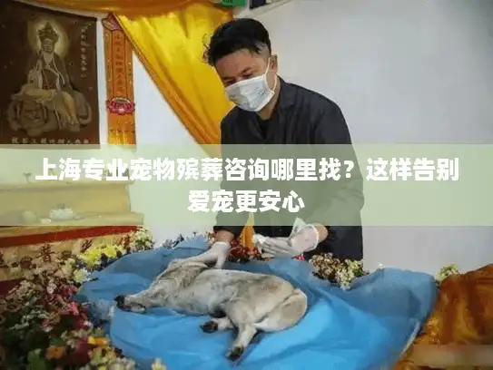 上海专业宠物殡葬咨询哪里找？这样告别爱宠更安心