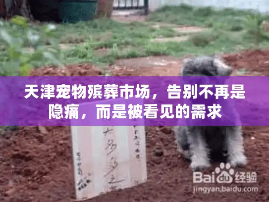 天津宠物殡葬市场，告别不再是隐痛，而是被看见的需求