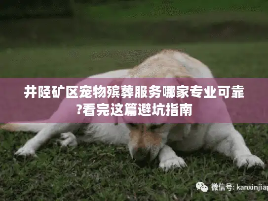 井陉矿区宠物殡葬服务哪家专业可靠?看完这篇避坑指南