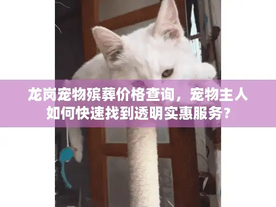 龙岗宠物殡葬价格查询，宠物主人如何快速找到透明实惠服务？