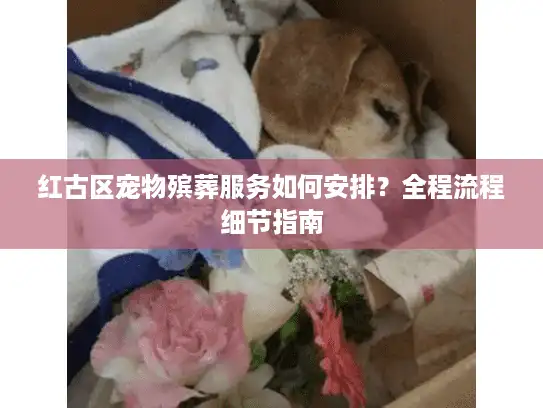 红古区宠物殡葬服务如何安排？全程流程细节指南