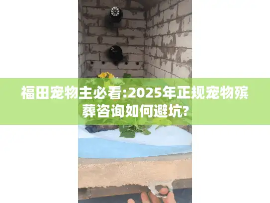 福田宠物主必看:2025年正规宠物殡葬咨询如何避坑?