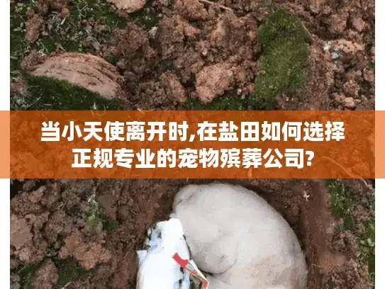当小天使离开时,在盐田如何选择正规专业的宠物殡葬公司?