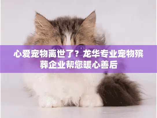 心爱宠物离世了？龙华专业宠物殡葬企业帮您暖心善后